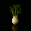 Fennel