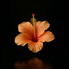 Hibiscus Flower