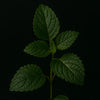 LEMON BALM 