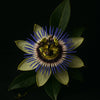 PASSIONFLOWER 