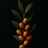 SEA BUCKTHORN BERRY EXTRACT