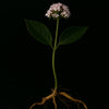 VALERIAN ROOT